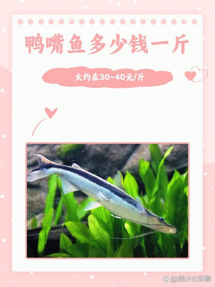 廣東鴨嘴魚多少錢一斤，2018年8月廣東鴨嘴魚價格行情分析 廣東鴨嘴魚多少錢一斤，2018年8月廣東鴨嘴魚價格行情分析 全國水族館企業(yè)名錄 第9張