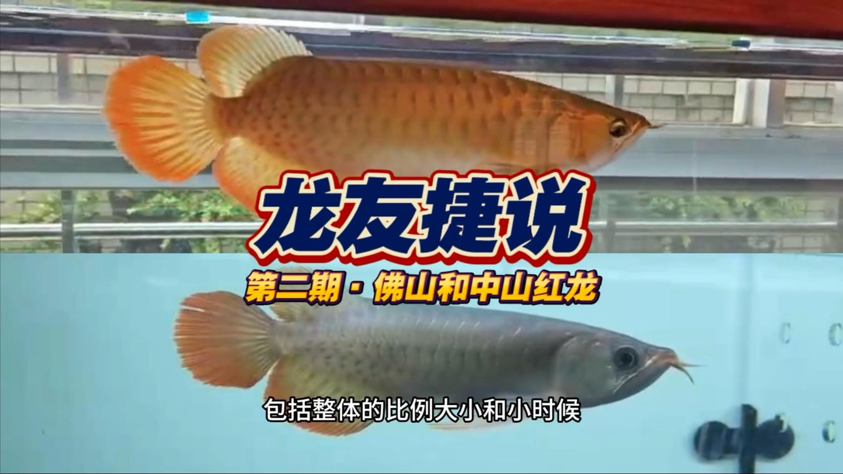 如何判斷紅龍魚苗是否發(fā)色？，嗶哩嗶哩嗶哩紅龍魚苗發(fā)色過程第二期《龍友捷說》