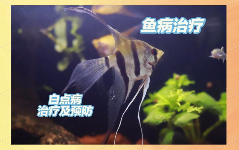 如何預防紅眼白子招財龍的白點病？，小毅說魚，新手養魚必看:白點病防治全攻略