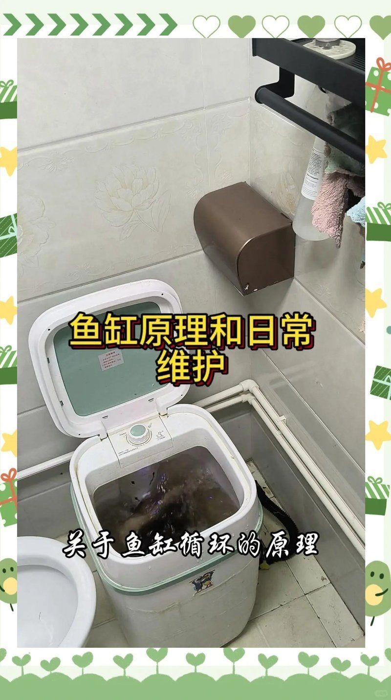陽泉魚缸維護(hù)，陽泉地區(qū)的魚缸維護(hù)全攻略，陽泉魚缸科學(xué)維護(hù)全攻略