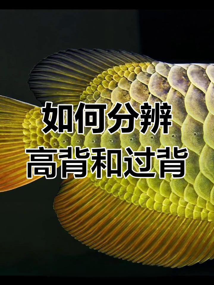 如何判斷金龍魚是否為過背或高背？，—一教您判斷金龍魚是否為過背或高背需從多維度綜合分析