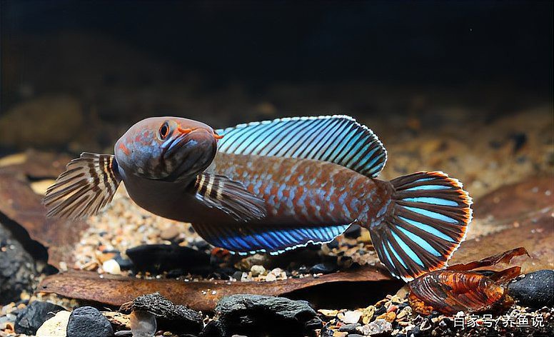 哪些品種的雷龍魚跳躍風(fēng)險(xiǎn)最大？，雷龍魚的跳躍風(fēng)險(xiǎn)
