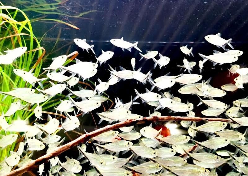 廣州水族館，廣州水族館是一座集觀賞為何精神病院的特色場館進行輔助