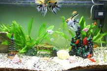 有哪些品種的龍魚適合與貓一起養？，如何訓練貓適應與龍魚共處？ 有哪些品種的龍魚適合與貓一起養？，如何訓練貓適應與龍魚共處？ 龍魚論壇 第4張