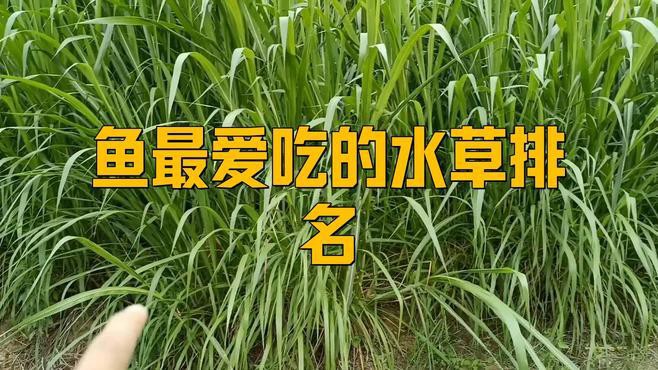 如何選擇適合龍魚(yú)缸的水草，如何為龍魚(yú)缸選擇合適的水草？