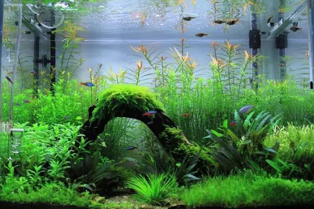 如何選擇適合龍魚(yú)缸的水草，如何為龍魚(yú)缸選擇合適的水草？