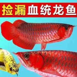 紅龍魚幼苗圖片，如何挑選紅龍魚