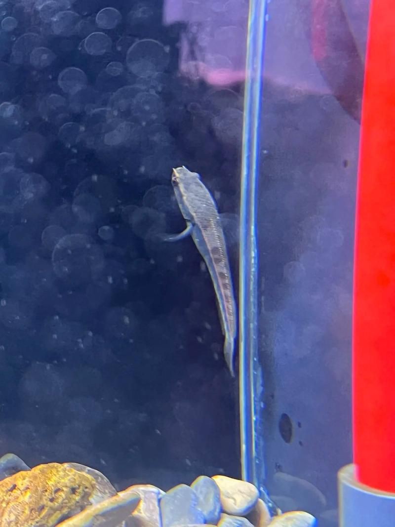 紅龍魚幼苗圖片，如何挑選紅龍魚