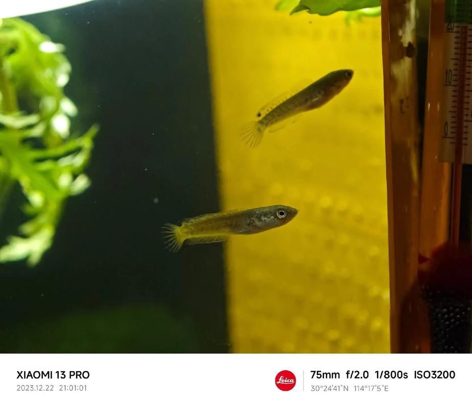 紅龍魚(yú)幼苗圖片，如何挑選紅龍魚(yú)