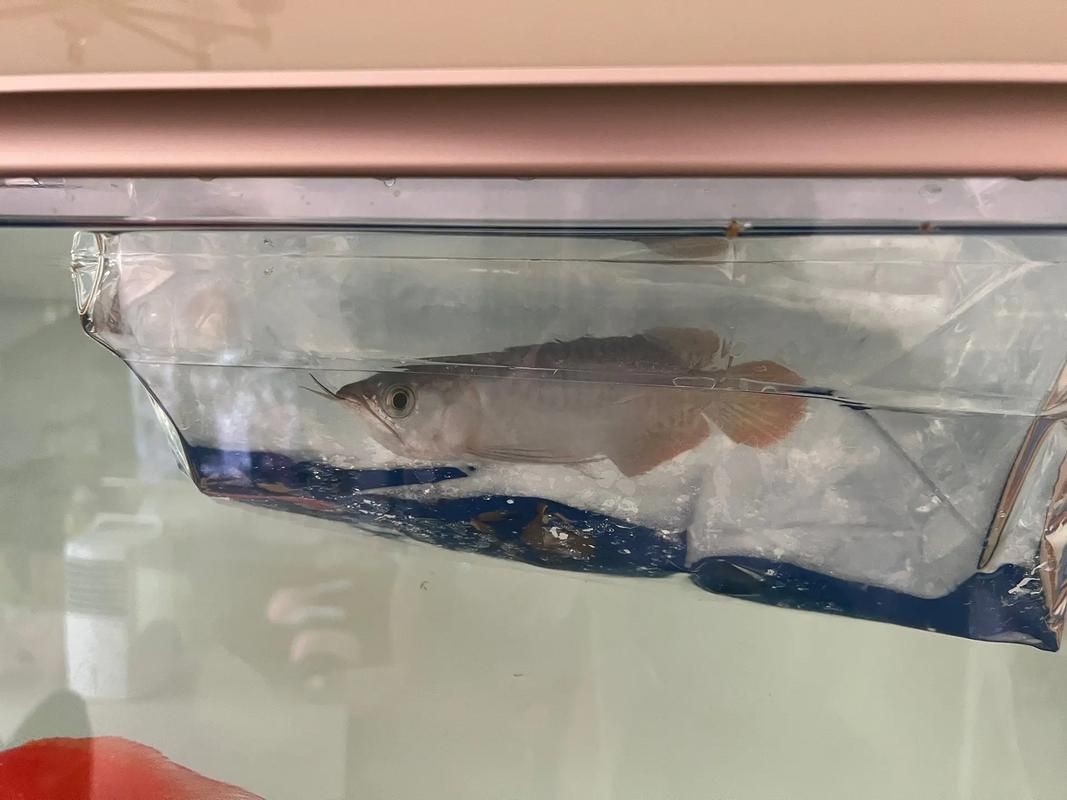 紅龍魚幼苗圖片，如何挑選紅龍魚