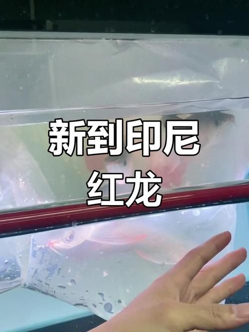 紅龍魚幼苗圖片，如何挑選紅龍魚