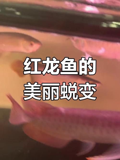紅龍魚幼苗圖片，如何挑選紅龍魚