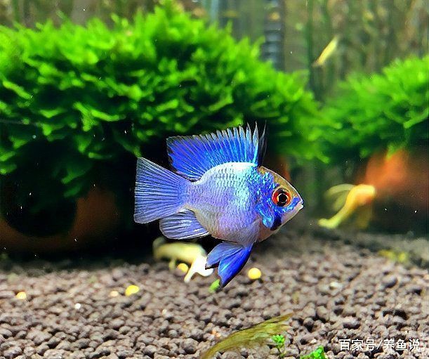 海水觀賞魚選購技巧，海水觀賞魚選購技巧摘要