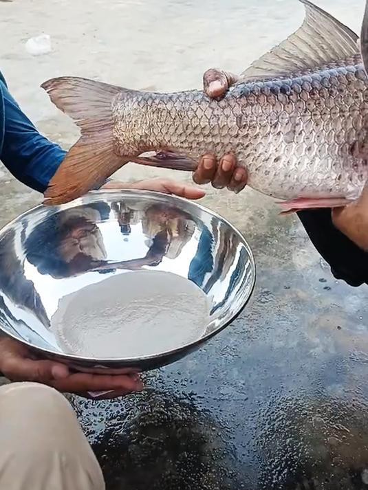 如何人工模擬金龍魚繁殖？，人工模擬金龍魚繁殖技巧:自然配對與人工培養全攻略