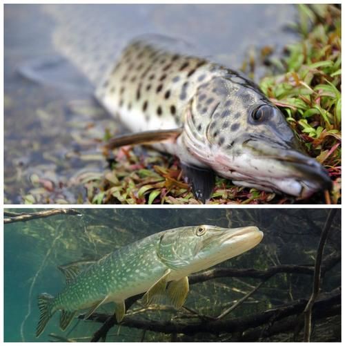 狗魚圖片，狗魚—肉食性魚類的精彩