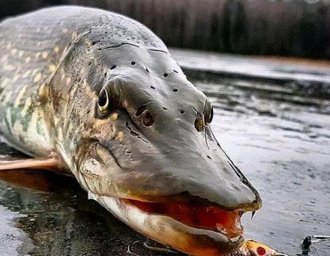 狗魚圖片，狗魚—肉食性魚類的精彩