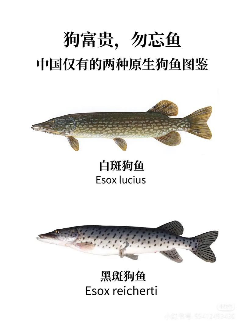 狗魚圖片，狗魚—肉食性魚類的精彩