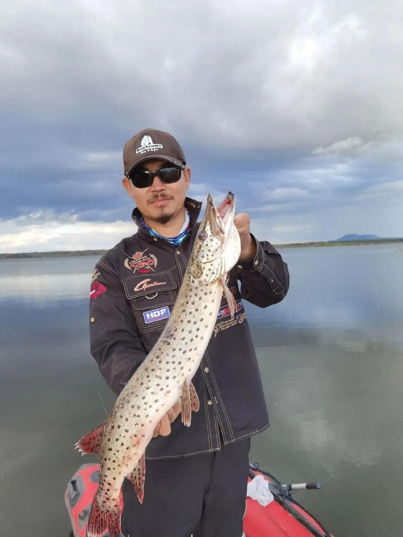 狗魚圖片，狗魚—肉食性魚類的精彩