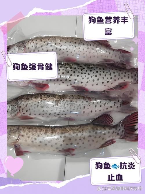 狗魚圖片，狗魚—肉食性魚類的精彩