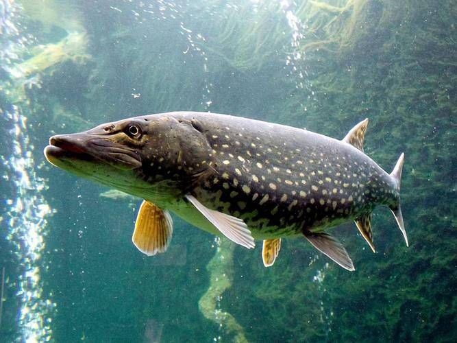 狗魚圖片，狗魚—肉食性魚類的精彩