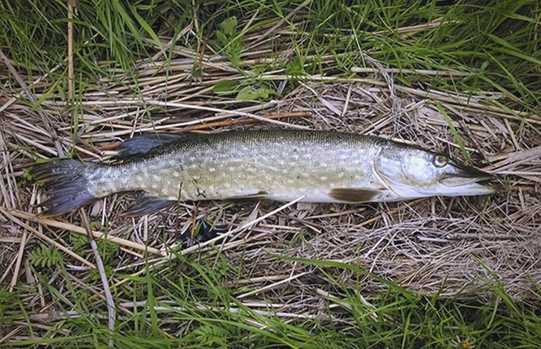 狗魚圖片，狗魚—肉食性魚類的精彩
