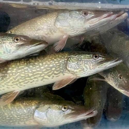 狗魚圖片，狗魚—肉食性魚類的精彩