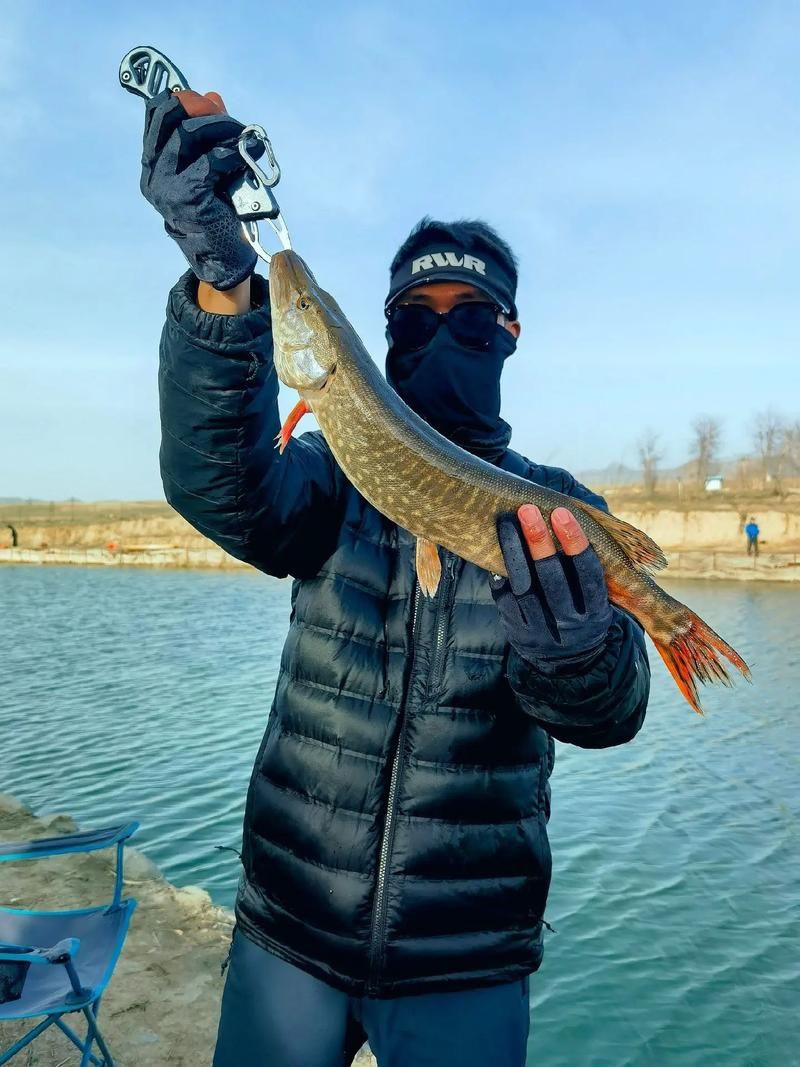 狗魚圖片，狗魚—肉食性魚類的精彩