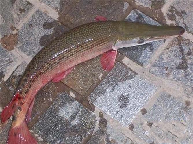 狗魚圖片，狗魚—肉食性魚類的精彩