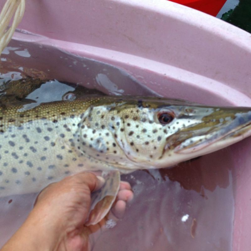 狗魚圖片，狗魚—肉食性魚類的精彩