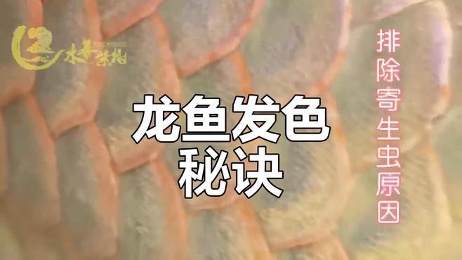 如何判斷金龍魚(yú)是否缺乏營(yíng)養(yǎng)？，判斷金龍魚(yú)是否缺乏營(yíng)養(yǎng)需綜合觀察其生理表現(xiàn)與行為特征
