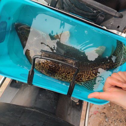 桂魚(yú)的市場(chǎng)價(jià)格是多少？，2025年8月2日全國(guó)主要批發(fā)市場(chǎng)桂魚(yú)價(jià)格行情