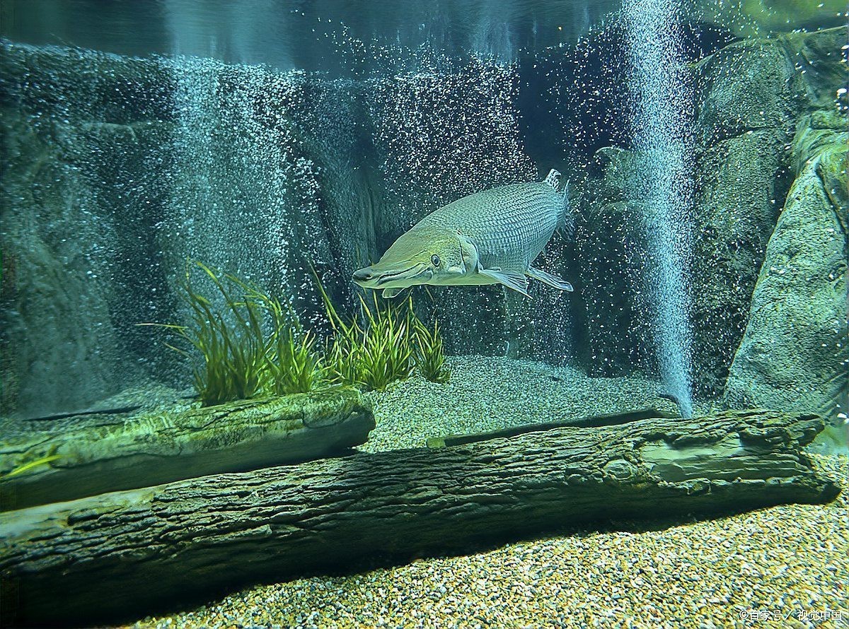 混養三條龍魚需要多大的魚缸？，混養三條龍魚所需魚缸