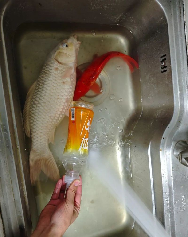 二手錦鯉轉讓，二手錦鯉轉讓市場觀察與交易市場觀察與交易指南