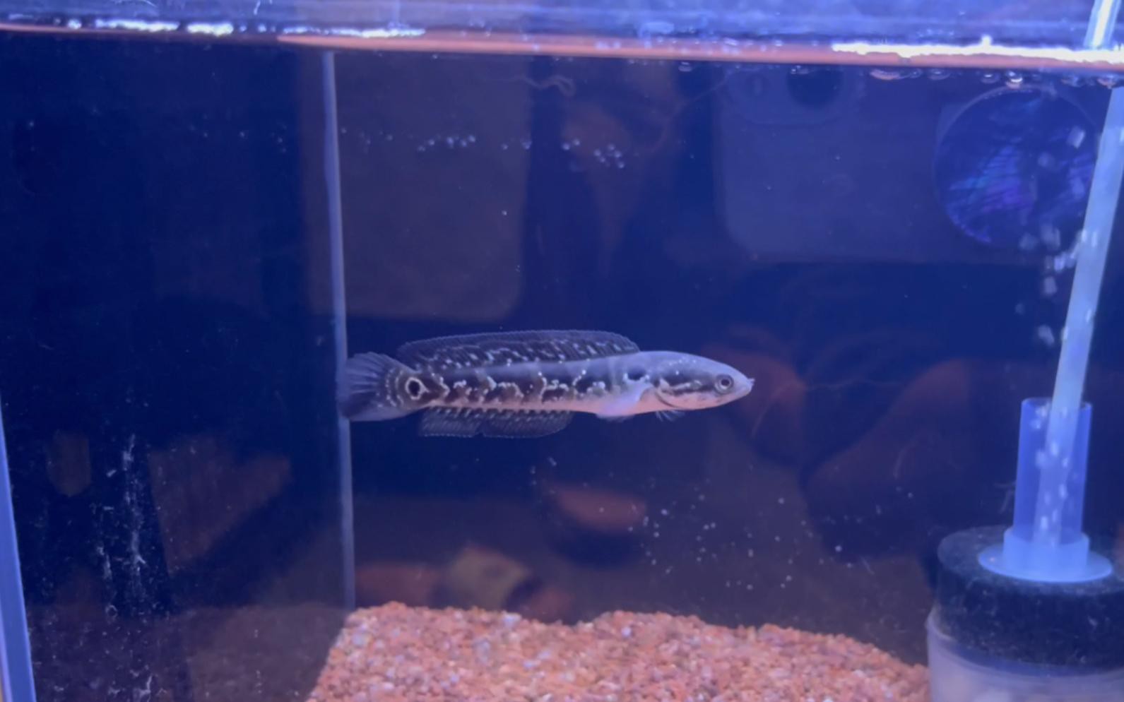 月鱧魚和雷龍魚的市場價格差異大嗎？，如何區分月鱧魚和雷龍魚？