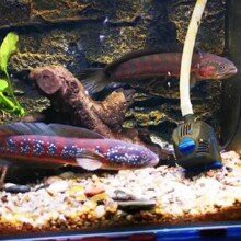 月鱧魚和雷龍魚的市場價格差異大嗎？，如何區分月鱧魚和雷龍魚？