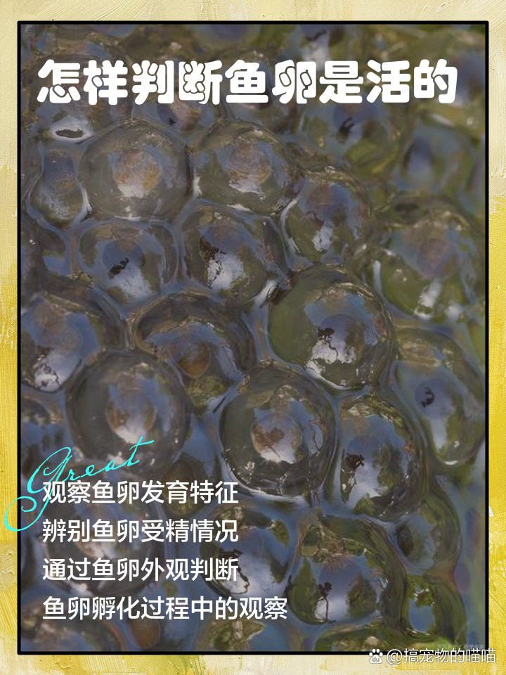 如何判斷金龍魚卵是否已經孵化？，判斷金龍魚卵是否已孵化可通過以下方法判斷金龍魚卵是否受精