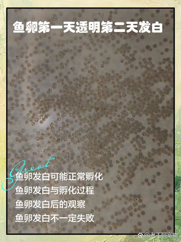 如何判斷金龍魚卵是否已經孵化？，判斷金龍魚卵是否已孵化可通過以下方法判斷金龍魚卵是否受精