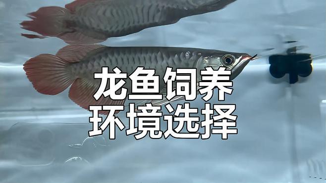 養龍魚背景什么顏色好，養龍魚背景顏色選擇 養龍魚背景什么顏色好，養龍魚背景顏色選擇 龍魚論壇 第6張
