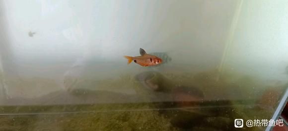 玫瑰扯旗魚兇嗎，《玫瑰扯旗魚兇嗎》玫瑰扯旗魚兇嗎玫瑰扯旗魚兇嗎