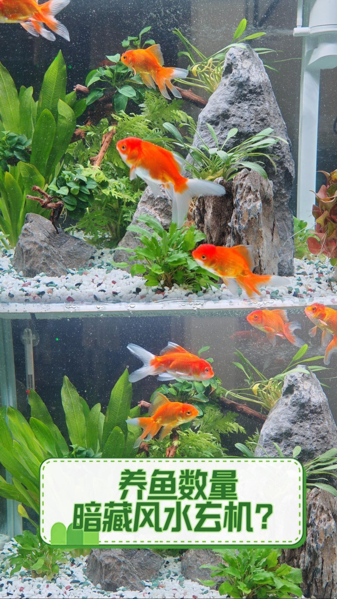 養(yǎng)龍魚養(yǎng)七條還是八條，八條龍魚養(yǎng)多少條吉利民間傳說守護(hù)者02:36養(yǎng)幾條 養(yǎng)龍魚養(yǎng)七條還是八條，八條龍魚養(yǎng)多少條吉利民間傳說守護(hù)者02:36養(yǎng)幾條 龍魚論壇 第8張