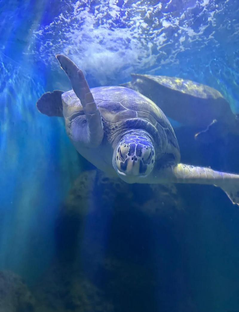 炮臺水族店，上海寶山吳淞炮臺灣濕地公園門票多少錢-攜程攻略 炮臺水族店，上海寶山吳淞炮臺灣濕地公園門票多少錢-攜程攻略 全國水族館企業名錄 第1張