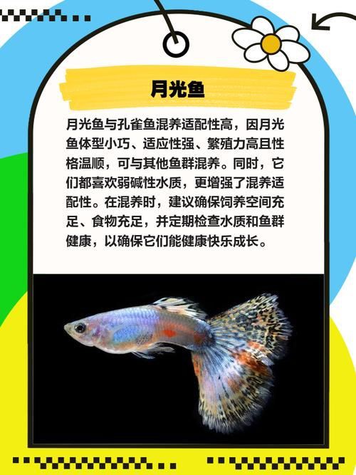 孔雀魚混養(yǎng)最佳搭配圖，孔雀魚可以和哪些觀賞魚混養(yǎng) 孔雀魚混養(yǎng)最佳搭配圖，孔雀魚可以和哪些觀賞魚混養(yǎng) 龍魚百科 第26張