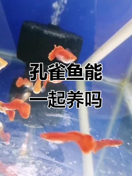 孔雀魚混養(yǎng)最佳搭配圖，孔雀魚可以和哪些觀賞魚混養(yǎng) 孔雀魚混養(yǎng)最佳搭配圖，孔雀魚可以和哪些觀賞魚混養(yǎng) 龍魚百科 第18張