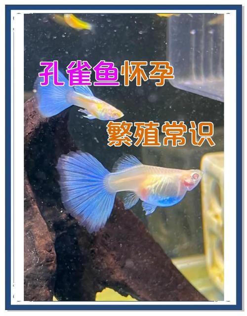 孔雀魚混養(yǎng)最佳搭配圖，孔雀魚可以和哪些觀賞魚混養(yǎng) 孔雀魚混養(yǎng)最佳搭配圖，孔雀魚可以和哪些觀賞魚混養(yǎng) 龍魚百科 第19張
