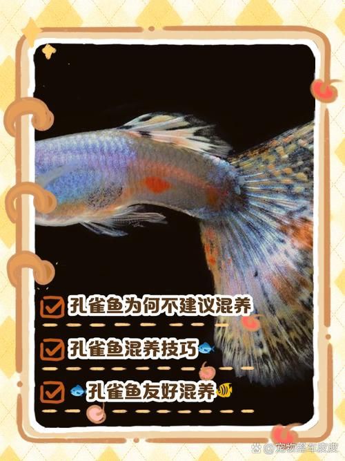 孔雀魚混養(yǎng)最佳搭配圖，孔雀魚可以和哪些觀賞魚混養(yǎng) 孔雀魚混養(yǎng)最佳搭配圖，孔雀魚可以和哪些觀賞魚混養(yǎng) 龍魚百科 第14張