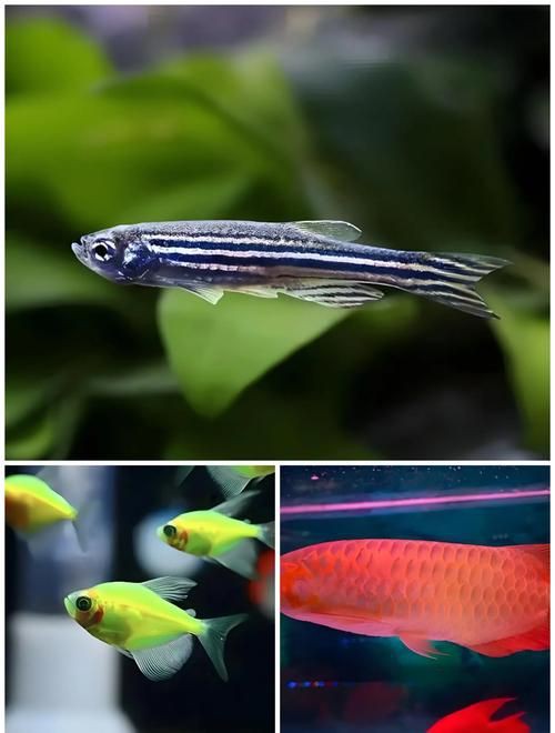 孔雀魚混養(yǎng)最佳搭配圖，孔雀魚可以和哪些觀賞魚混養(yǎng) 孔雀魚混養(yǎng)最佳搭配圖，孔雀魚可以和哪些觀賞魚混養(yǎng) 龍魚百科 第23張