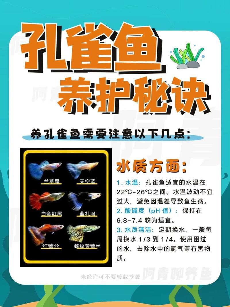 孔雀魚混養(yǎng)最佳搭配圖，孔雀魚可以和哪些觀賞魚混養(yǎng) 孔雀魚混養(yǎng)最佳搭配圖，孔雀魚可以和哪些觀賞魚混養(yǎng) 龍魚百科 第24張