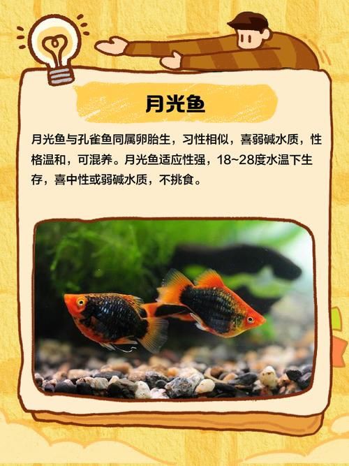 孔雀魚混養(yǎng)最佳搭配圖，孔雀魚可以和哪些觀賞魚混養(yǎng) 孔雀魚混養(yǎng)最佳搭配圖，孔雀魚可以和哪些觀賞魚混養(yǎng) 龍魚百科 第27張