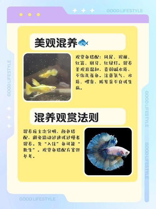 孔雀魚混養(yǎng)最佳搭配圖，孔雀魚可以和哪些觀賞魚混養(yǎng) 孔雀魚混養(yǎng)最佳搭配圖，孔雀魚可以和哪些觀賞魚混養(yǎng) 龍魚百科 第1張