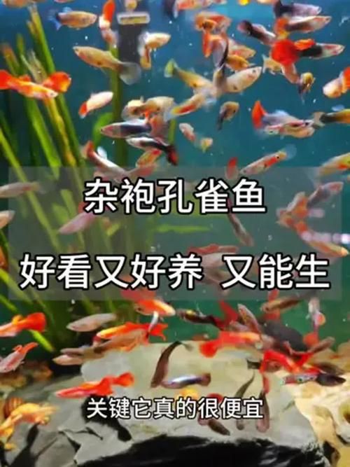 孔雀魚混養(yǎng)最佳搭配圖，孔雀魚可以和哪些觀賞魚混養(yǎng) 孔雀魚混養(yǎng)最佳搭配圖，孔雀魚可以和哪些觀賞魚混養(yǎng) 龍魚百科 第6張